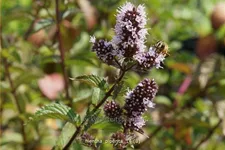 Mentha piperita