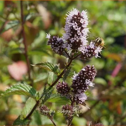 Mentha piperita