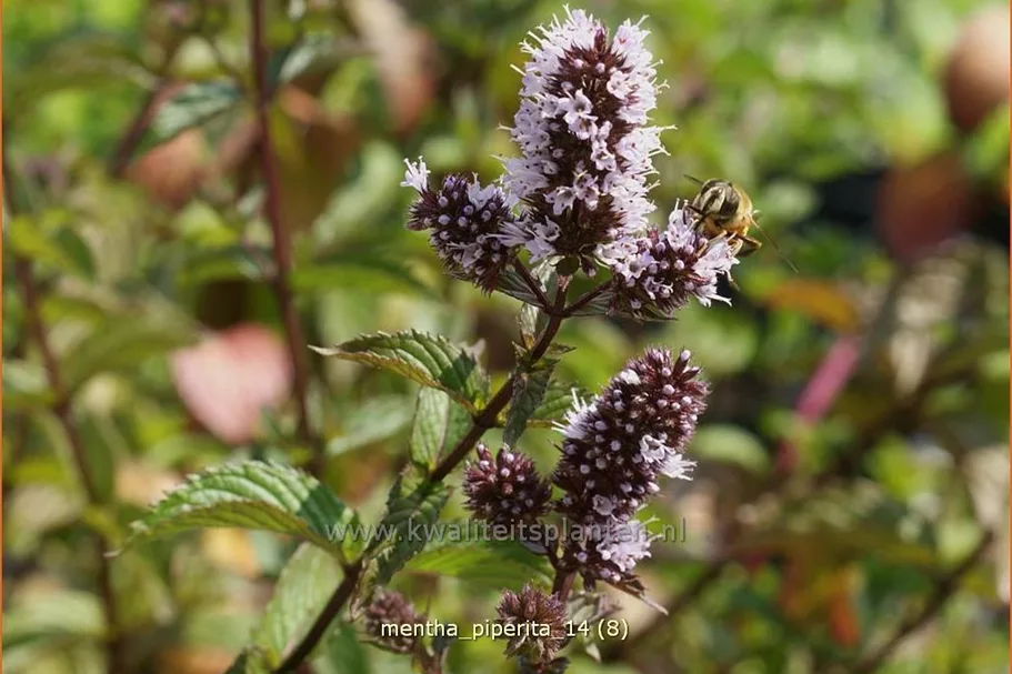 Mentha piperita