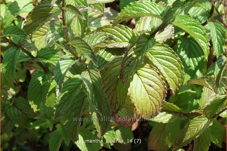 Mentha piperita