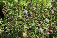 Mentha piperita