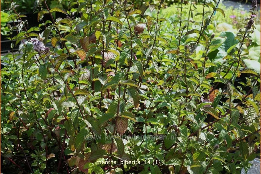 Mentha piperita