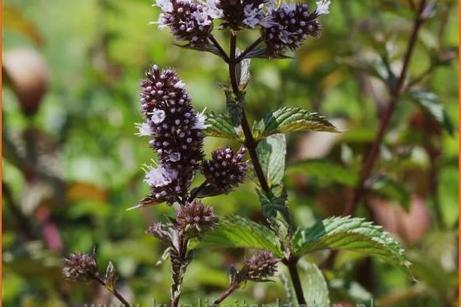 Mentha piperita