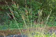 Molinia arundinacea 'JS Mostenveld'