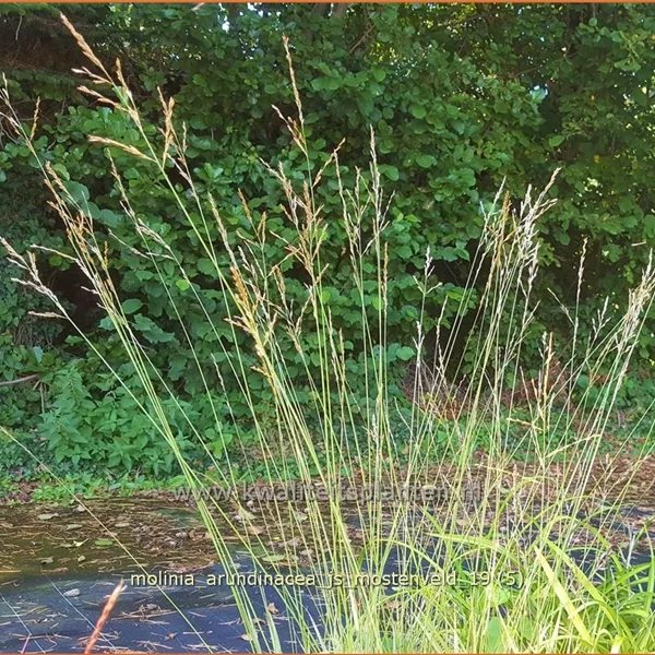 Molinia arundinacea 'JS Mostenveld'