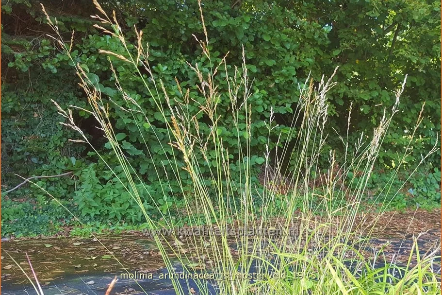 Molinia arundinacea 'JS Mostenveld'