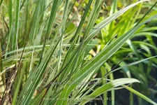 Molinia arundinacea 'JS Mostenveld'