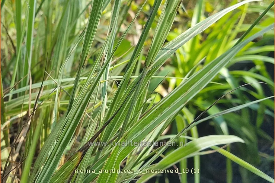 Molinia arundinacea 'JS Mostenveld'