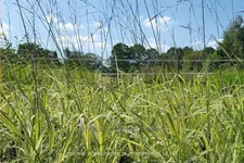 Molinia arundinacea 'JS Mostenveld'