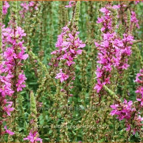 Lythrum salicaria 'Zigeunerblut'
