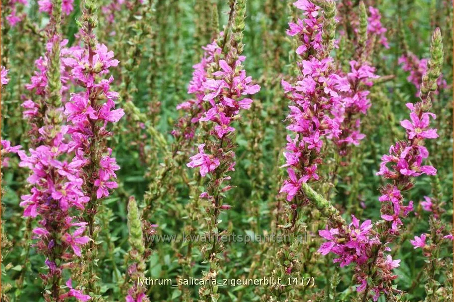 Lythrum salicaria 'Zigeunerblut'
