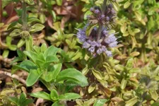 Mentha pulegium