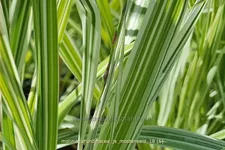 Molinia arundinacea 'JS Mostenveld'