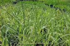 Molinia arundinacea 'JS Mostenveld'