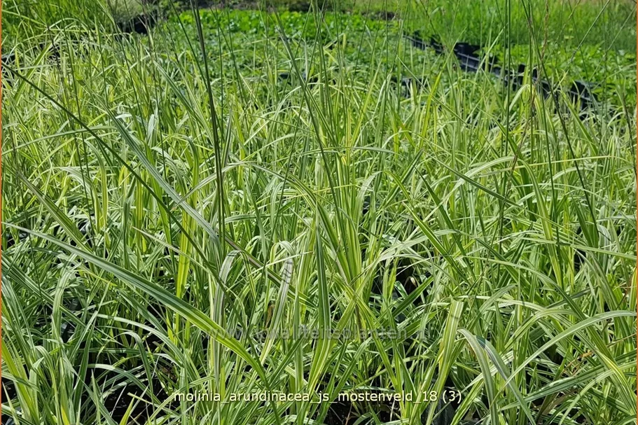 Molinia arundinacea 'JS Mostenveld'