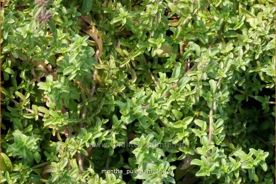 Mentha pulegium