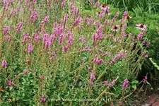 Lythrum salicaria 'Zigeunerblut'