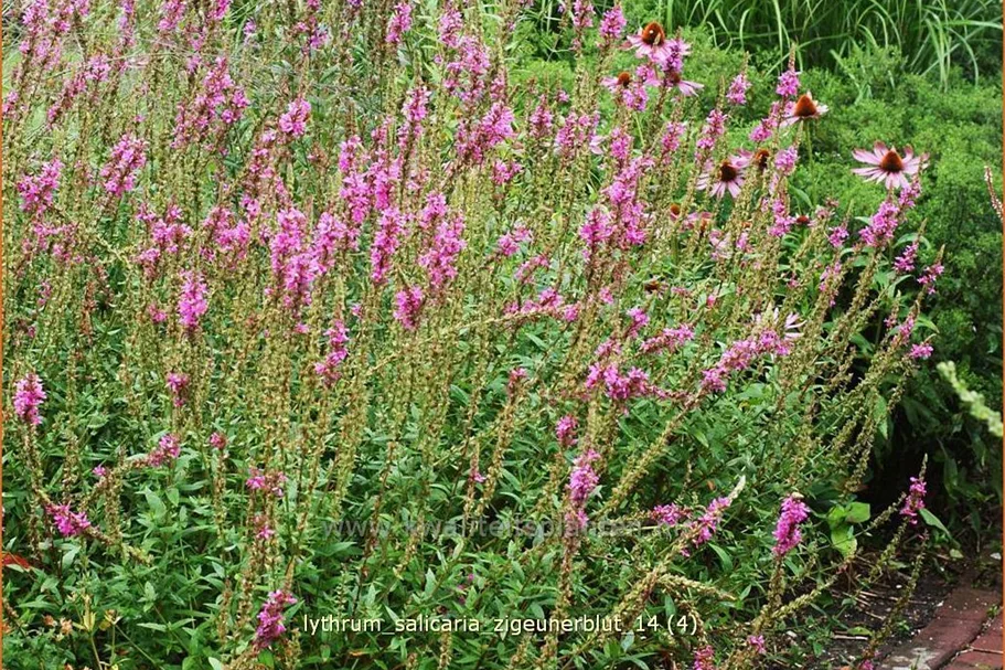 Lythrum salicaria 'Zigeunerblut'