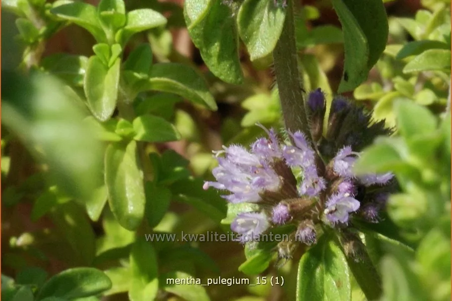Mentha pulegium