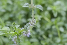 Mentha pulegium