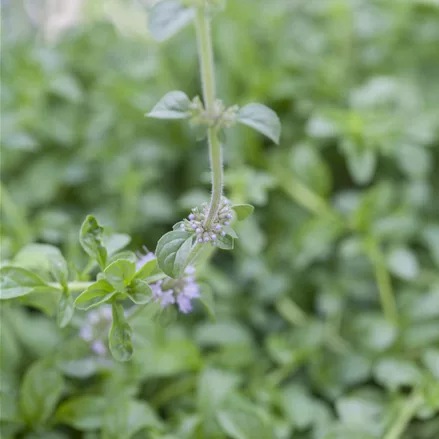 Mentha pulegium