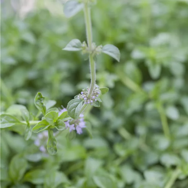 Mentha pulegium