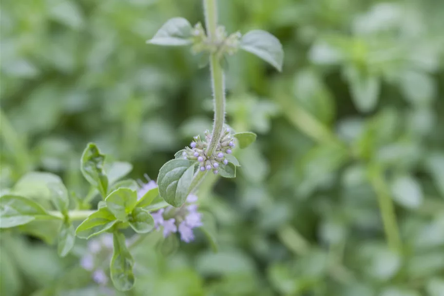 Mentha pulegium