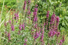 Lythrum salicaria 'Zigeunerblut'