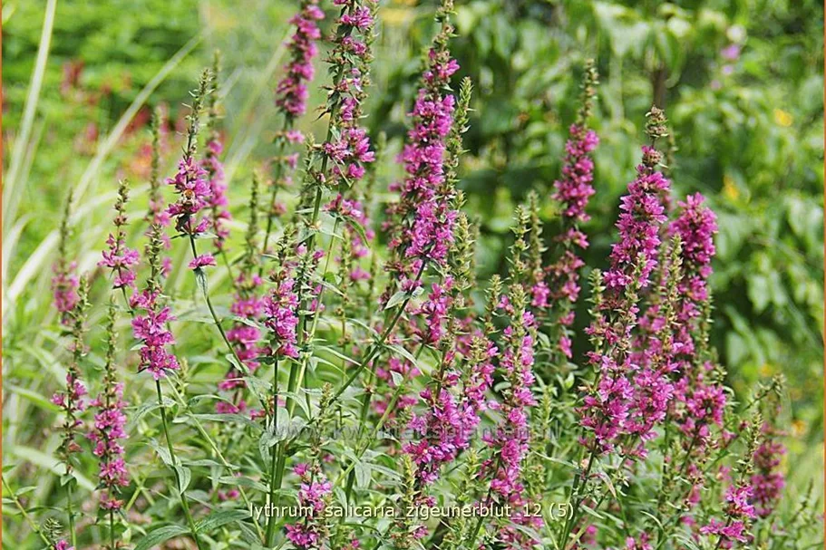Lythrum salicaria 'Zigeunerblut'