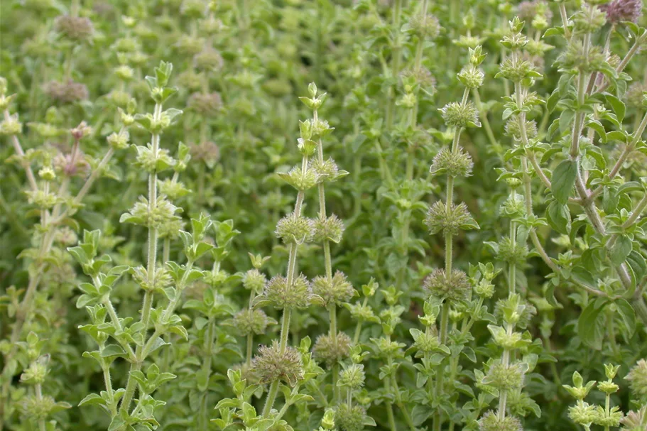 Mentha pulegium