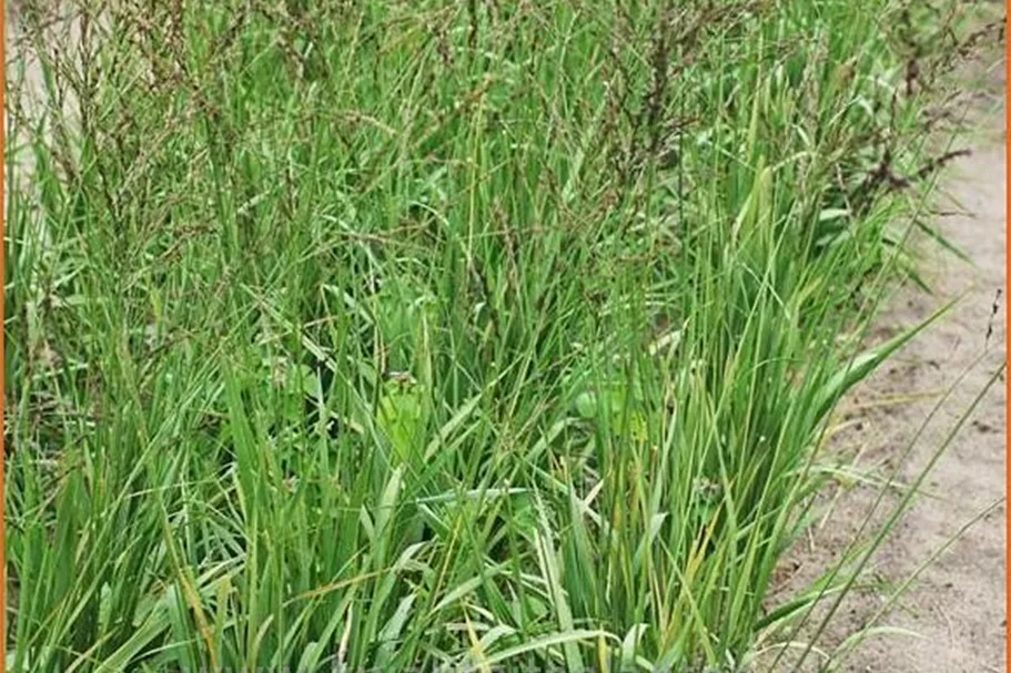 Molinia arundinacea 'Karl Foerster' Staude im 9x9 cm Vierecktopf