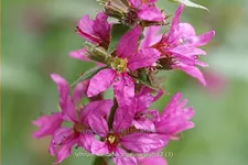 Lythrum salicaria 'Zigeunerblut'