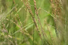 Molinia arundinacea 'Skyracer'