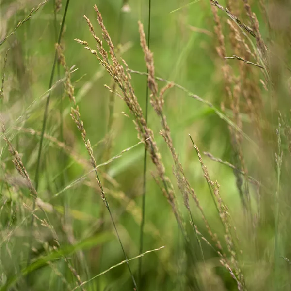 Molinia arundinacea 'Karl Foerster'