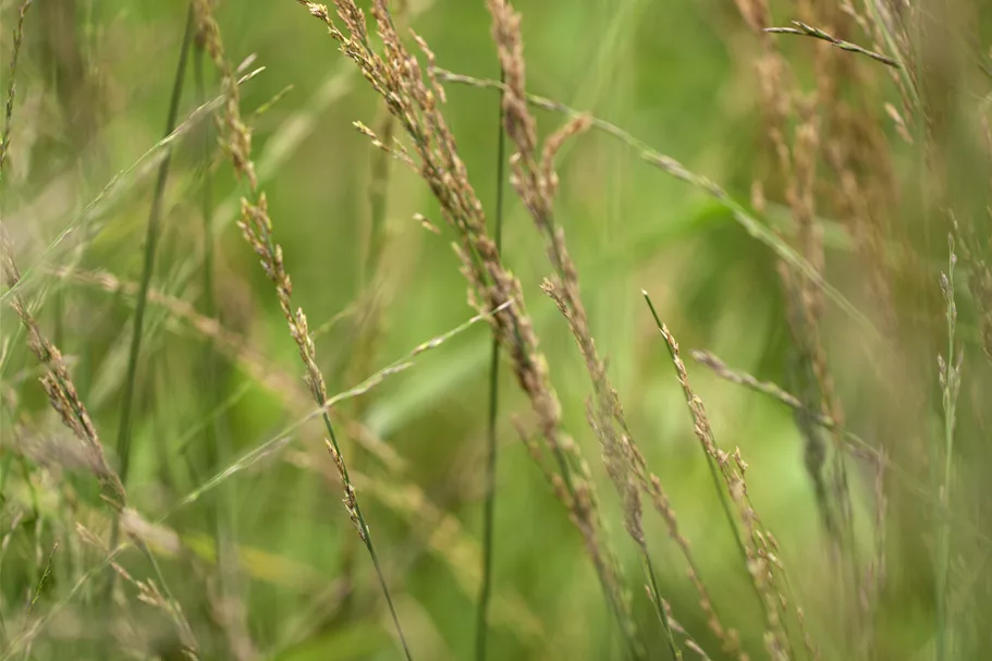 Molinia arundinacea 'Skyracer'