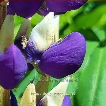 Lupinus polyphyllus 'The Governor'