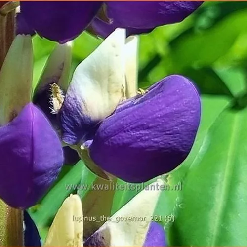 Lupinus polyphyllus 'The Governor'