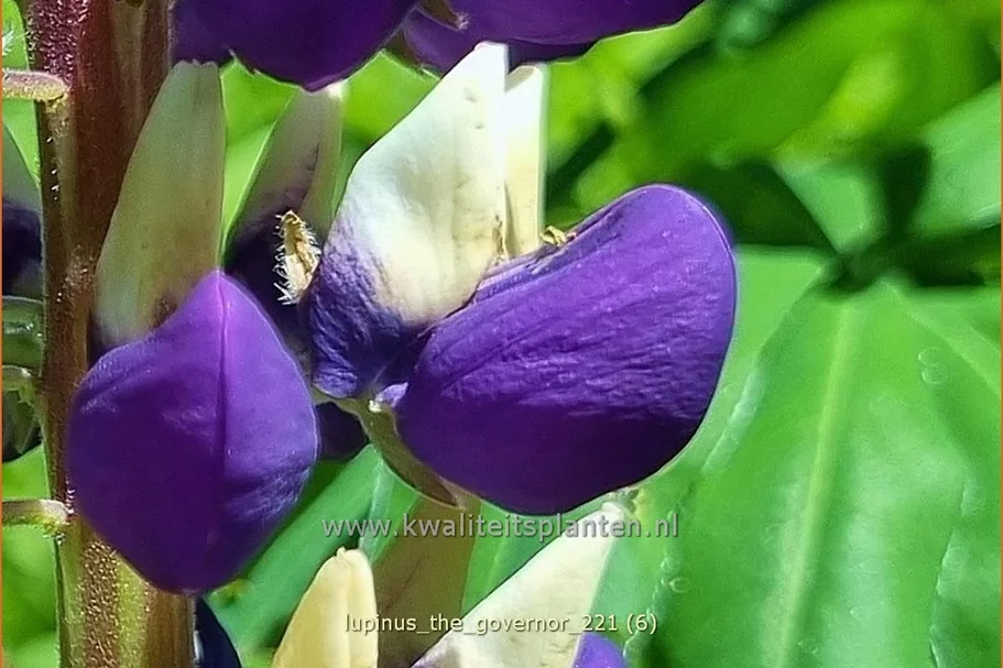 Lupinus polyphyllus 'The Governor'