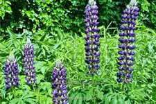 Lupinus polyphyllus 'The Governor'
