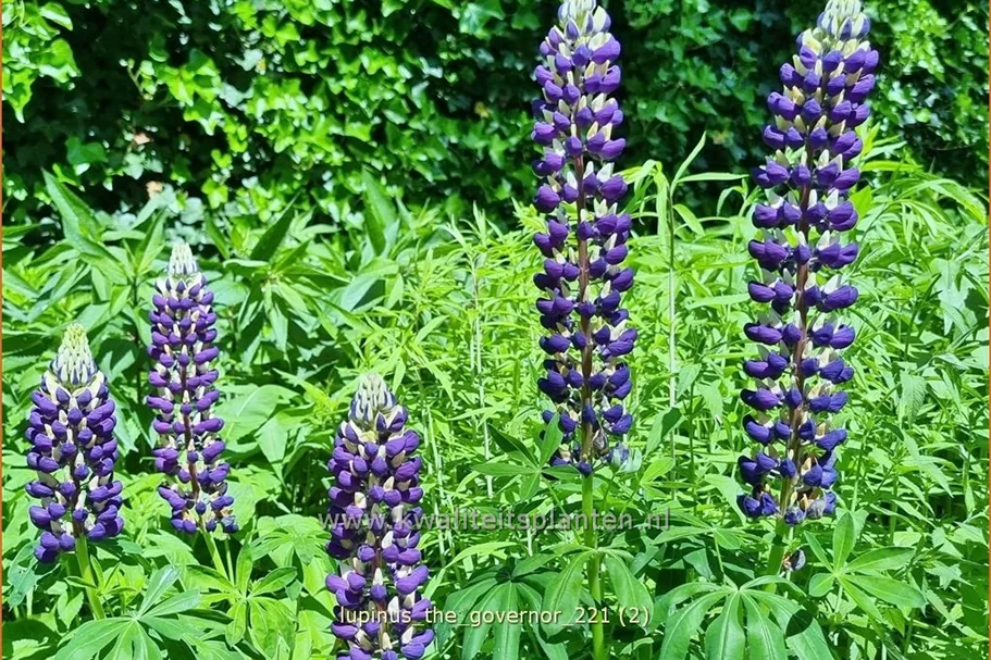Lupinus polyphyllus 'The Governor'