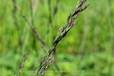 Molinia arundinacea 'Les Ponts de Cé'