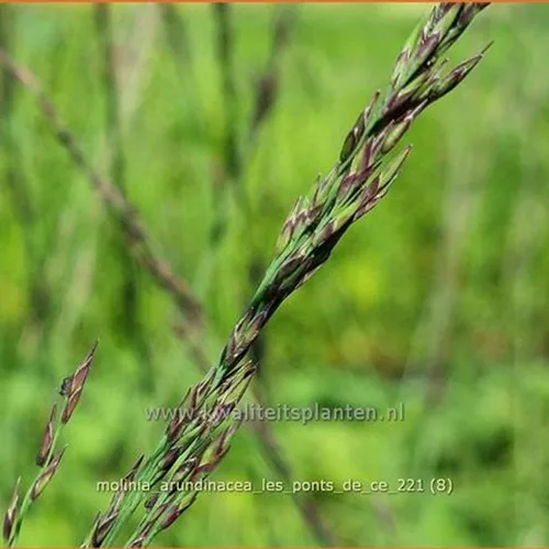 Molinia arundinacea 'Les Ponts de Cé'