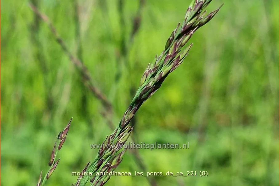 Molinia arundinacea 'Les Ponts de Cé'