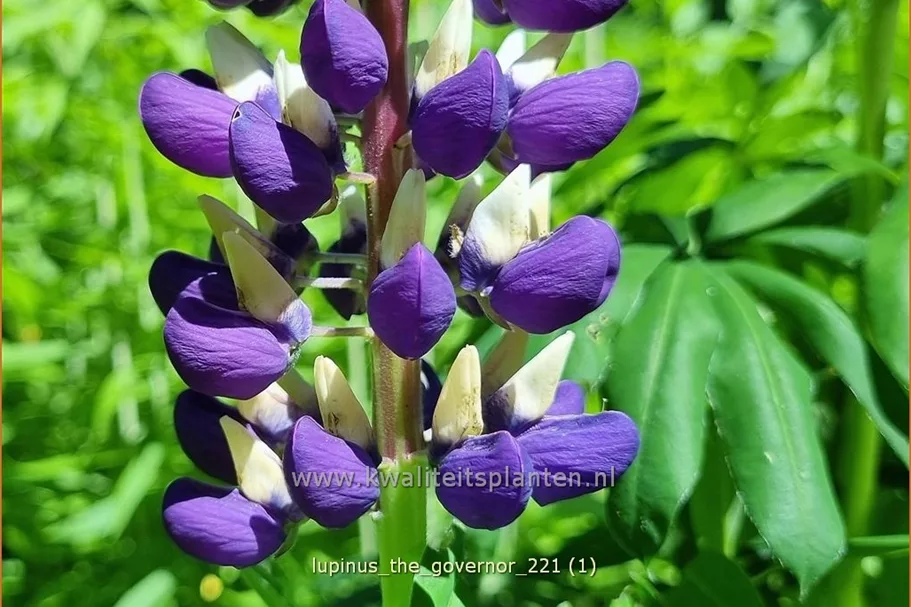 Lupinus polyphyllus 'The Governor'