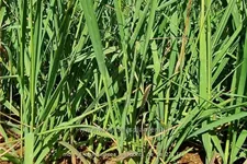 Molinia arundinacea 'Les Ponts de Cé'