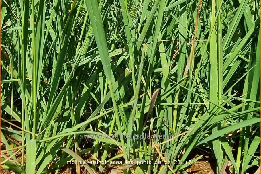 Molinia arundinacea 'Les Ponts de Cé'