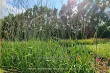 Molinia arundinacea 'Les Ponts de Cé'