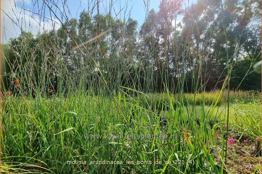 Molinia arundinacea 'Les Ponts de Cé'