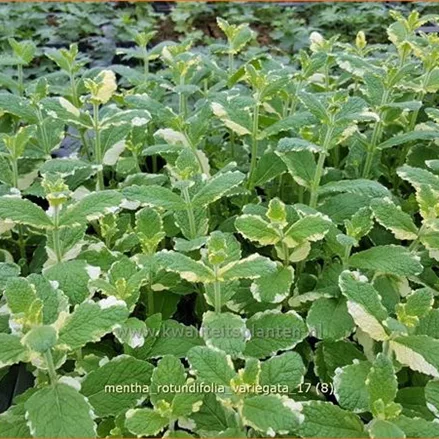Mentha x rotundifolia 'Variegata'