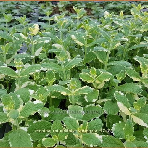 Mentha x rotundifolia 'Variegata'